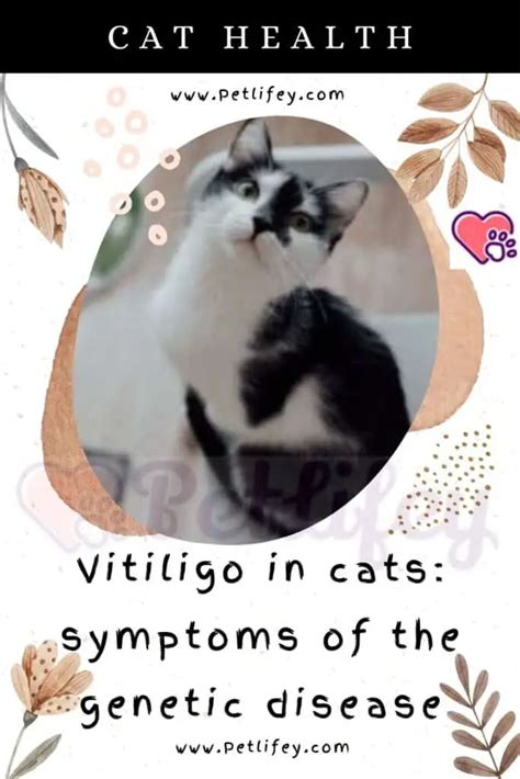 Vitiligo In Cats Symptoms Of The Genetic Disease Pet Lifey