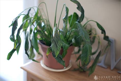 How do you care for a peace lily indoors? #45. Keep the Plant Alive For a Year - Check? » Susan Solo ...