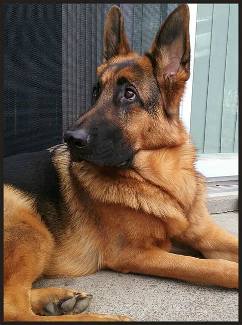 Mon Berger Allemand Cooper Gsd Cute Dogs And Puppies I Love Dogs