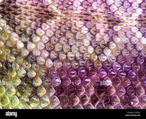 Snake Skin Abstract Texture Showing The Reptile Scales As A Simple