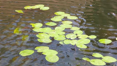 Lily Pads Floating In A Pond Stock Footage Video 6661619 Shutterstock