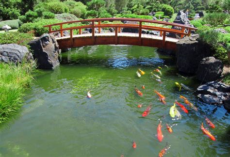 Keeping Koi Ponds Healthy