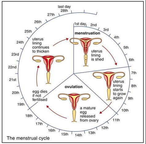 understanding your menstrual cycle fact sheet