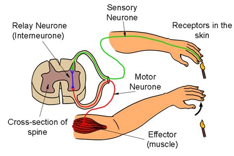 Motor Neurones Sensory Neurones And Relay Neurones