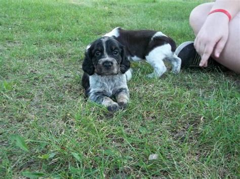 Top 19 month old black shorthair showline female female for sale. AKC Euro Lined English Springer Spaniel Puppies for Sale in Harrison, Michigan Classified ...