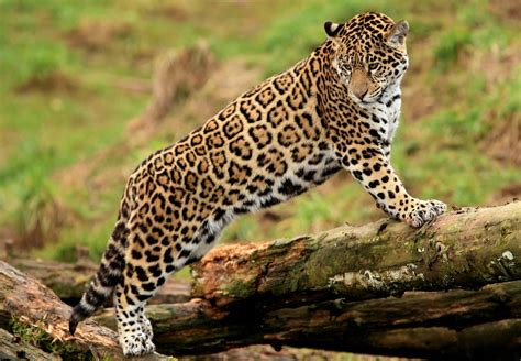 Big Cat Facts - BigCatsWildCats