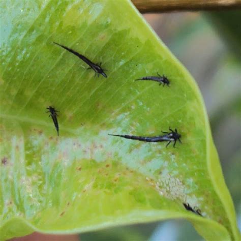 Invasive Pest Thrips Parvispinus A Major Threat To Indian Agriculture
