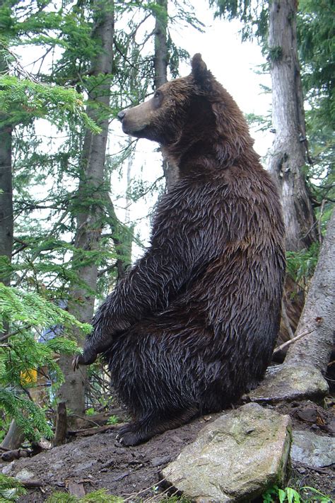 Grizzly Bear Bear Legend