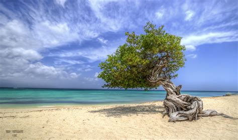 Divi Divi Tree Divi Divi Tree On Eagle Beach In Aruba Wha Flickr