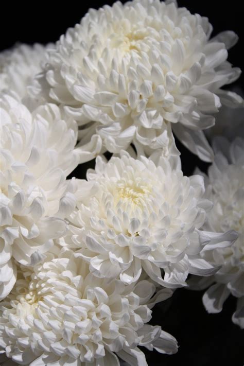 Chrysanthemum White Flores Bonitas Chrysanthemum Ramo De Crisantemo
