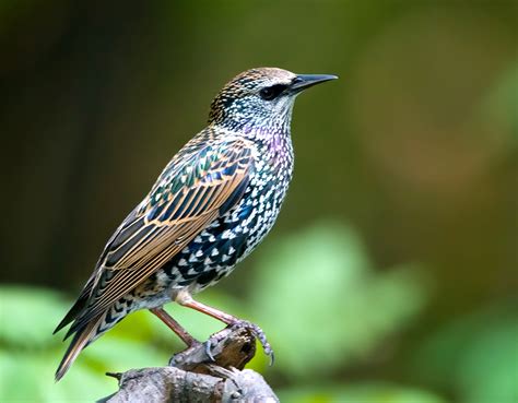 Starling Wallpapers High Quality Download Free