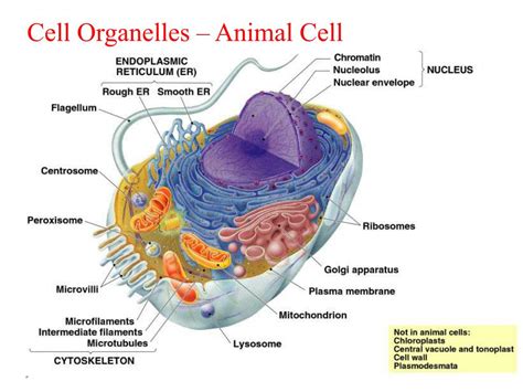 PPT Cell Biology Cell Structure And Function PowerPoint Presentation ID