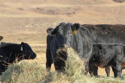 Do You Know The Difference Between 9 And 7 Crude Protein Hay Unl Beef