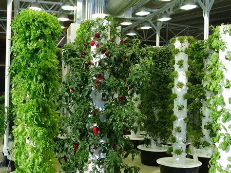The Future Of Vertical Farms