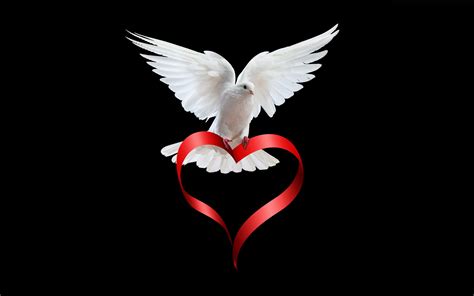 White Dove With A Heart Wallpapers And Images Wallpapers Pictures