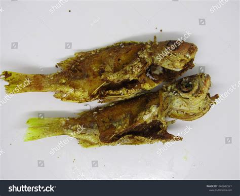 Kakap ekor kuning goreng : Kakap Ekor Kuning Goreng / Kakap Ekor Kuning Goreng Recipe ...