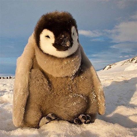 Fluffy Penguin 🐧 Penguin Baby Penguins Penguins Cute Animals