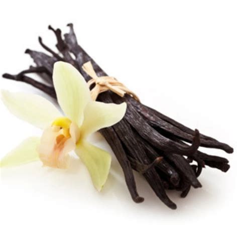 Vanilla Orchid Plant - Vanilla planifolia - Madagascar Vanilla Bean in 