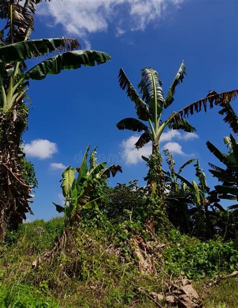 Banana Trees In The Garden Whose Leaves Wave In The Wind Under The