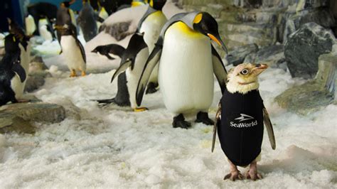 Naked Penguin At Seaworld Orlando Gets Special Wetsuit Cbs News