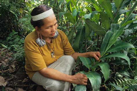 Indigenous Dayak Collecting Medicinal Herbs And Plants Tropical