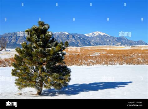 Lone Colorado Pine Faces The Rugged Rocky Mountains Peaks Are Covered