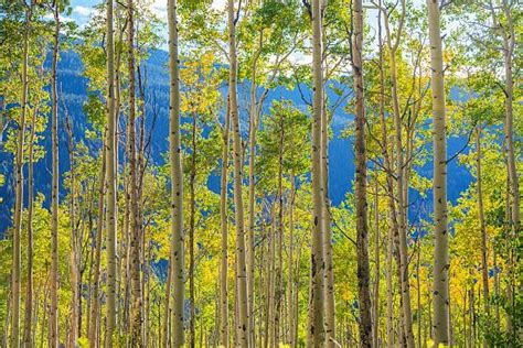 Grove Of Aspen Trees Stock Photos Pictures And Royalty Free Images Istock