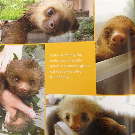Killing Us With Cuteness A Little Book Of Sloth Popsugar Love And