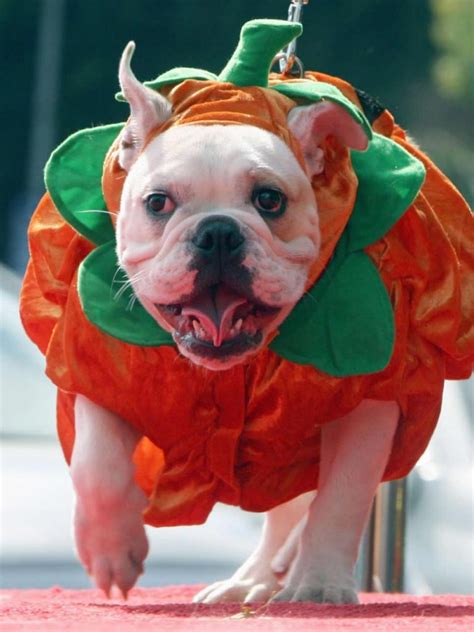 10 Effortless Halloween Costumes For Dogs • Picky Stitch