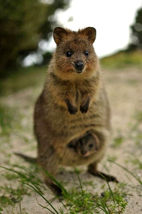 60 Best Tasmanian Native Cat Images On Pinterest Wild Animals