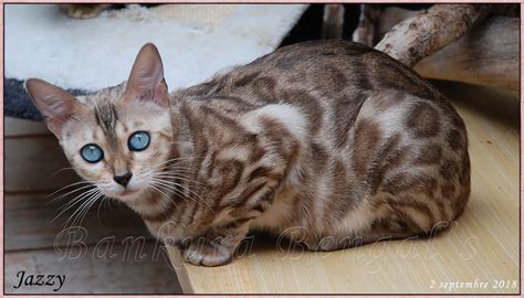 Chat Bengal Silver Yeux Bleu Get Images
