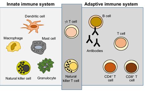 Adaptive Acquired Immunity Types Difference Between Innate And