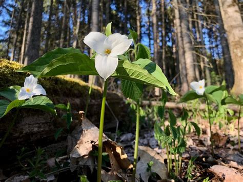 5 Of The Prettiest Wildflowers Youll See In Michigan This Spring