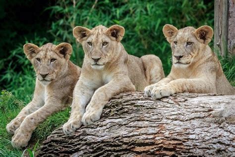 These are cincy's best spots to dine, according to yelp users. Cincinnati Zoo and Botanical Garden: Cincinnati ...