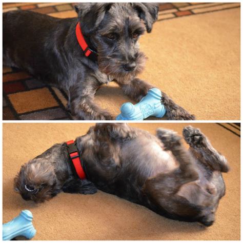 Bella purina small dog food 6 flavor 12 can bundle: Give Your Pets The Best with Purina® Beyond® Grain Free ...