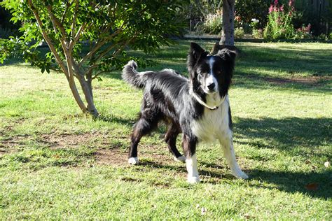 Free Images Cute Canine Portrait Cheerful Border Collie Happy