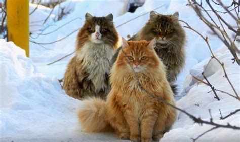 Siberian Cats Cute Forest Hunters Prettylitter