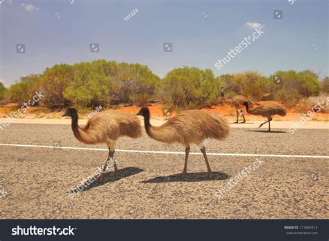 Emus Western Australian Outback Stock Photo 171840314 Shutterstock