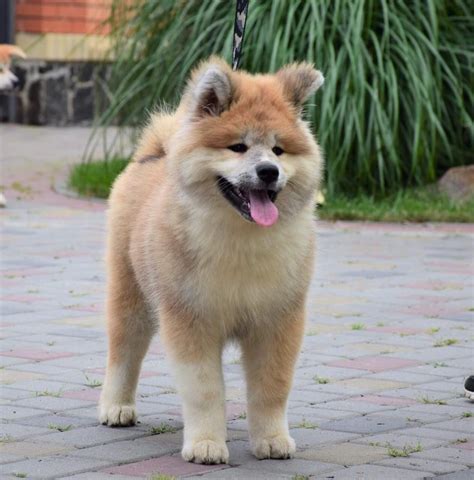 Japanese akita inu puppies for sale pure bloodline pedigree certificate available parents available to view uk top breed all injected and microchipped also kc registered available to. Akita Puppies For Sale | Philadelphia, PA #281689