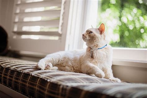Once you determine and address the cause of cat fur matting in an old cat it, such as with joint supplements for osteoarthritis, it's important to also address. Matted Cat Fur: Knowing the Causes and Prevention | Petco