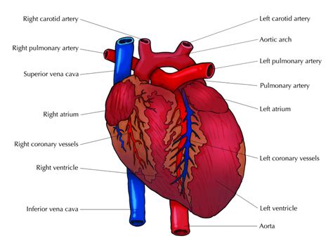 We cannot live without it. The Heart and Associated Blood Vessels | Animal Systems