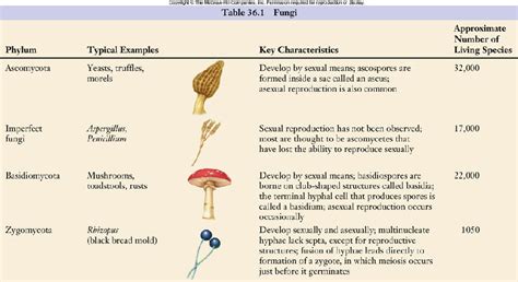 Fungi Phylum Chart Bing Images Fungi Medical Facts Classification Photos