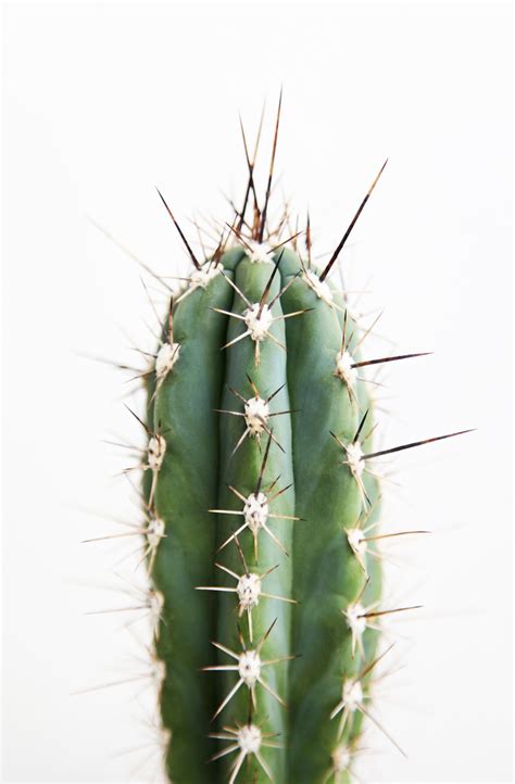 One Cactus Cacti Free Photo On Pixabay Pixabay