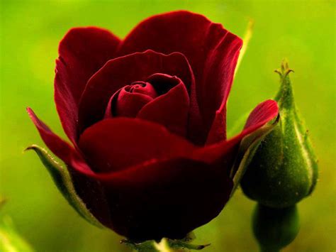 Beautiful Red Rose Flowers Photo 34561090 Fanpop