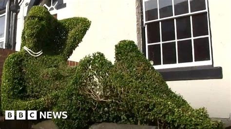 Sheffield Man Upset By People Having Sex With Hedge Bbc News
