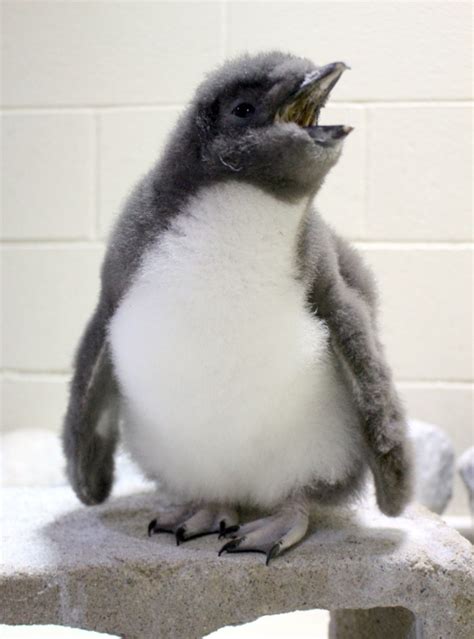 Petite miniature animal bébé pingouin trop mignon. Les manchots - découvrez-les sur 50 des plus mignonnes et ...