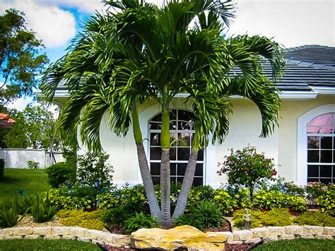 Christmas Palm Trees For Sale Online The Tree Center™