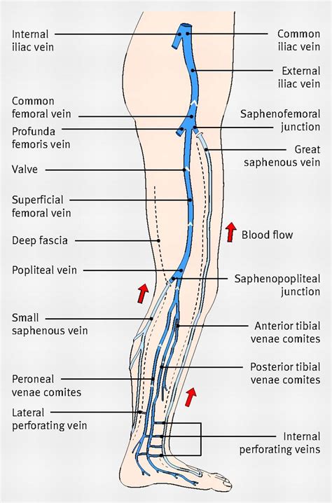 Learn the differences between an artery and a vein. Diagram showing the venous anatomy of the leg | For Best ...