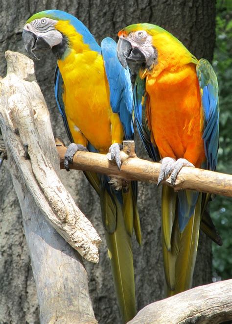 Fotos Gratis Pájaro Mirando Fauna Silvestre Zoo Retrato Pico