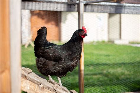 Black Star Chickens Size Egg Laying Facts Chicken And Chicks Info